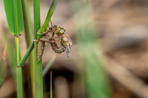 brachytron pratense aeschne printaniere femelle brachytron pratense aeschne printaniere femelle