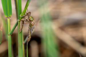 brachytron pratense aeschne printaniere femelle brachytron pratense aeschne printaniere femelle