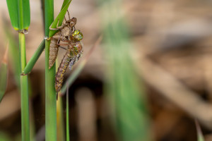 brachytron pratense aeschne printaniere femelle brachytron pratense aeschne printaniere femelle