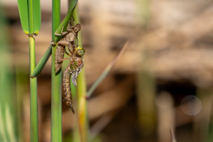 brachytron pratense aeschne printaniere femelle brachytron pratense aeschne printaniere femelle