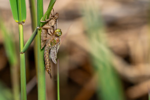 brachytron pratense aeschne printaniere femelle brachytron pratense aeschne printaniere femelle