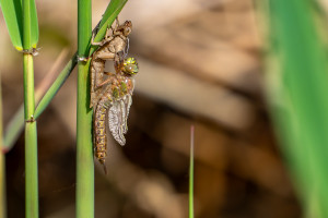 brachytron pratense aeschne printaniere femelle brachytron pratense aeschne printaniere femelle