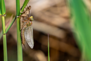 brachytron pratense aeschne printaniere femelle brachytron pratense aeschne printaniere femelle