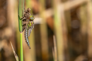 brachytron pratense aeschne printaniere male brachytron pratense aeschne printaniere male