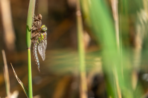 brachytron pratense aeschne printaniere male brachytron pratense aeschne printaniere male