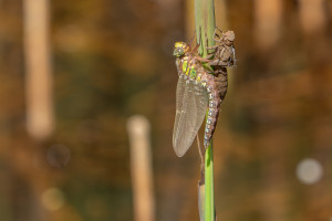 brachytron pratense aeschne printaniere male brachytron pratense aeschne printaniere male