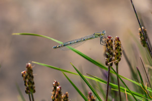 enallagma cyathigerum agrion porte coupe femelle enallagma cyathigerum agrion porte coupe femelle