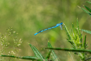 enallagma cyathigerum agrion porte coupe male enallagma cyathigerum agrion porte coupe male