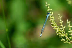 enallagma cyathigerum agrion porte coupe male enallagma cyathigerum agrion porte coupe male
