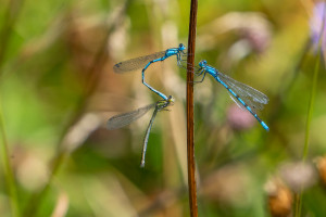 enallagma cyathigerum agrion porte coupe tandem enallagma cyathigerum agrion porte coupe tandem