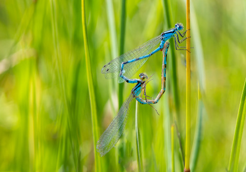 enallagma cyathigerum  l agrion porte coupe  couple