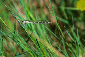 enallagma cyathigerum l agrion porte coupe femelle enallagma cyathigerum l agrion porte coupe femelle