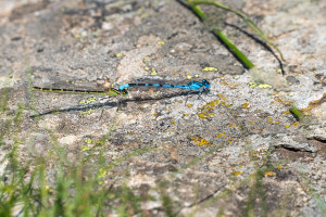 enallagma cyathigerum l agrion porte coupe tandem enallagma cyathigerum l agrion porte coupe tandem