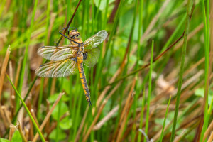 epitheca bimaculata cordulie a deux taches femelle epitheca bimaculata cordulie a deux taches femelle