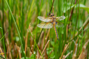 epitheca bimaculata cordulie a deux taches femelle epitheca bimaculata cordulie a deux taches femelle