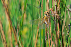 epitheca bimaculata cordulie a deux taches femelle epitheca bimaculata cordulie a deux taches femelle
