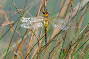 epitheca bimaculata cordulie a deux taches male epitheca bimaculata cordulie a deux taches male