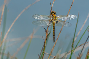 epitheca bimaculata cordulie a deux taches male epitheca bimaculata cordulie a deux taches male
