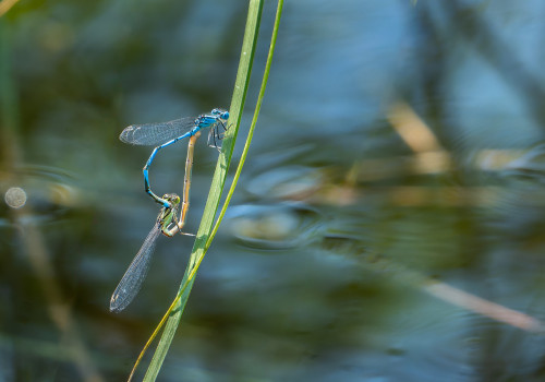 erythromma lindenii naiade aux yeux bleus coeur copulatoire erythromma lindenii naiade aux yeux bleus coeur copulatoire