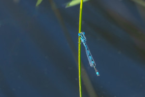 erythromma lindenii naiade aux yeux bleus male erythromma lindenii naiade aux yeux bleus male