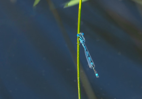 erythromma lindenii naiade aux yeux bleus male erythromma lindenii naiade aux yeux bleus male