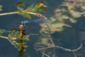 erythromma lindenii naiade aux yeux bleus male erythromma lindenii naiade aux yeux bleus male