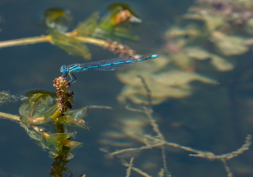 erythromma lindenii naiade aux yeux bleus male erythromma lindenii naiade aux yeux bleus male