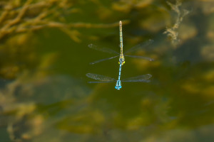erythromma lindenii naiade aux yeux bleus tandem erythromma lindenii naiade aux yeux bleus tandem