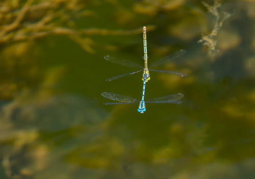erythromma lindenii naiade aux yeux bleus tandem erythromma lindenii naiade aux yeux bleus tandem