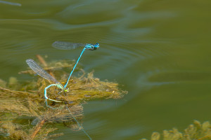 erythromma lindenii la naiade aux yeux bleus couple 10 erythromma lindenii la naiade aux yeux bleus couple 10