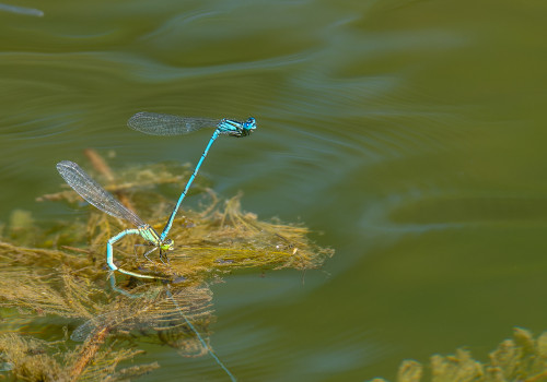 erythromma lindenii la naiade aux yeux bleus couple 10 erythromma lindenii la naiade aux yeux bleus couple 10