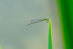 erythromma lindenii la naiade aux yeux bleus femelle erythromma lindenii la naiade aux yeux bleus femelle
