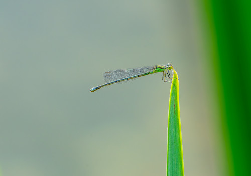 erythromma lindenii la naiade aux yeux bleus femelle erythromma lindenii la naiade aux yeux bleus femelle