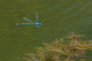 erythromma lindenii la naiade aux yeux bleus male erythromma lindenii la naiade aux yeux bleus male