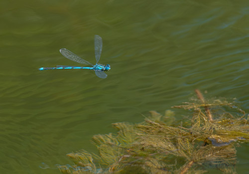 erythromma lindenii la naiade aux yeux bleus male erythromma lindenii la naiade aux yeux bleus male