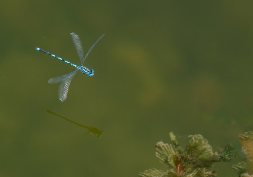 erythromma lindenii la naiade aux yeux bleus male erythromma lindenii la naiade aux yeux bleus male