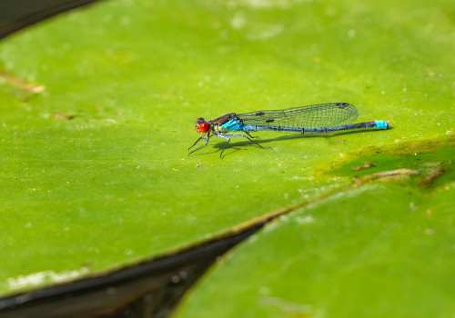erythromma najas naiade aux yeux rouges femelle erythromma najas naiade aux yeux rouges femelle