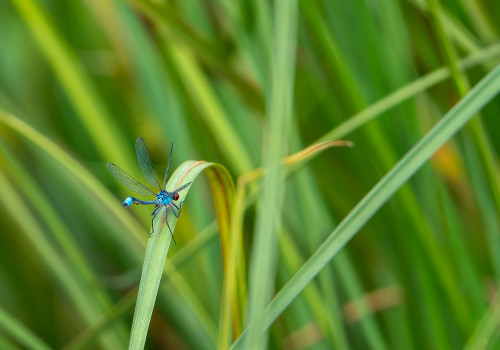 erythromma najas naiade aux yeux rouges male erythromma najas naiade aux yeux rouges male