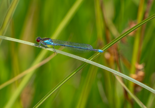 erythromma najas naiade aux yeux rouges male erythromma najas naiade aux yeux rouges male