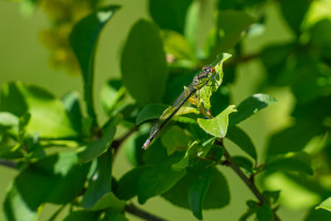 erythromma najas naiade aux yeux rouges femelle 10 erythromma najas naiade aux yeux rouges femelle 10