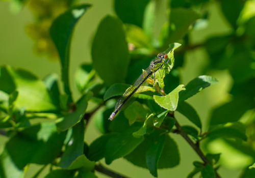 erythromma najas naiade aux yeux rouges femelle 10 erythromma najas naiade aux yeux rouges femelle 10