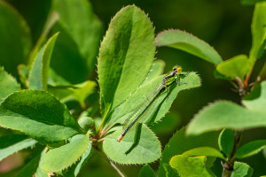 erythromma najas naiade aux yeux rouges femelle erythromma najas naiade aux yeux rouges femelle