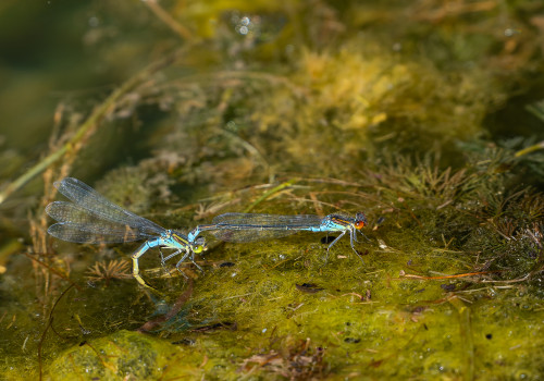 erythromma viridulum naiade au corps vert erythromma lindenii la naiade aux yeux bleus male erythromma viridulum naiade au corps vert erythromma lindenii la naiade aux yeux bleus male