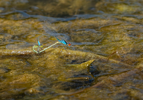 erythromma viridulum naiade au corps vert coeur copulatoire erythromma viridulum naiade au corps vert coeur copulatoire