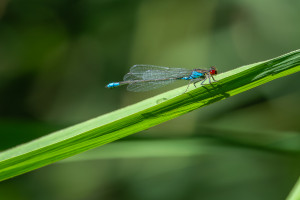 erythromma viridulum naiade au corps vert male erythromma viridulum naiade au corps vert male