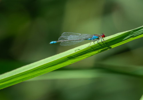 erythromma viridulum naiade au corps vert male erythromma viridulum naiade au corps vert male