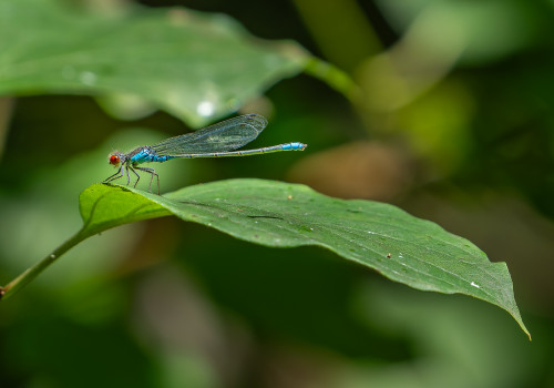 erythromma viridulum naiade au corps vert male erythromma viridulum naiade au corps vert male