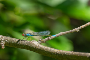 erythromma viridulum naiade au corps vert male erythromma viridulum naiade au corps vert male