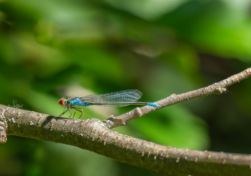 erythromma viridulum naiade au corps vert male erythromma viridulum naiade au corps vert male