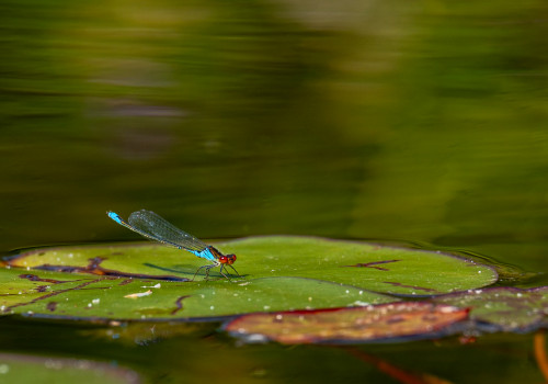 erythromma viridulum naiade au corps vert male erythromma viridulum naiade au corps vert male